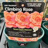 Rose 'Scent From Heaven' - (Climbing)