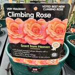 Rose 'Scent From Heaven' - (Climbing)