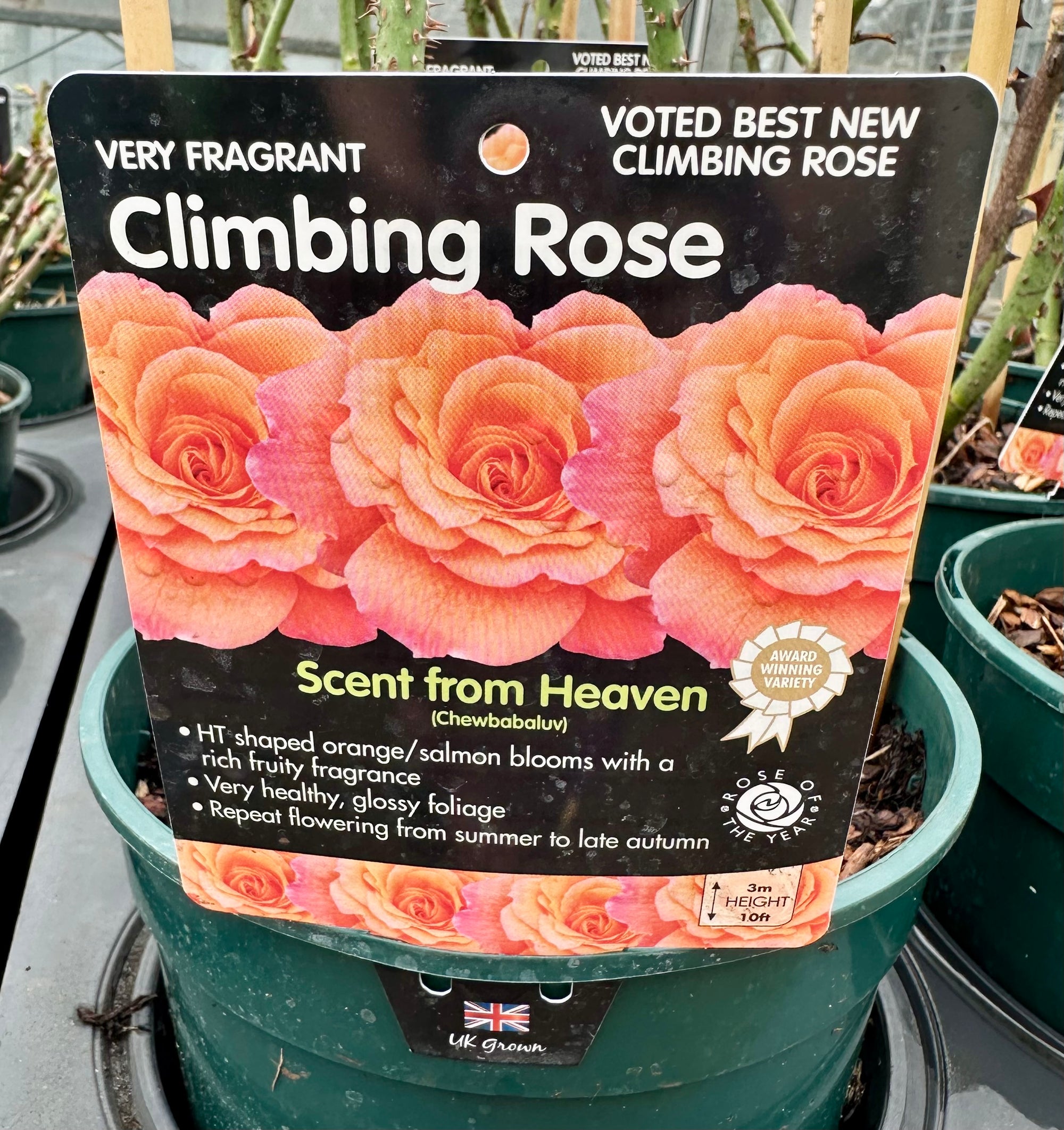 Rose 'Scent From Heaven' - (Climbing)
