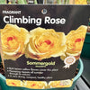 Rose ‘Sommergold’ - (Climbing)