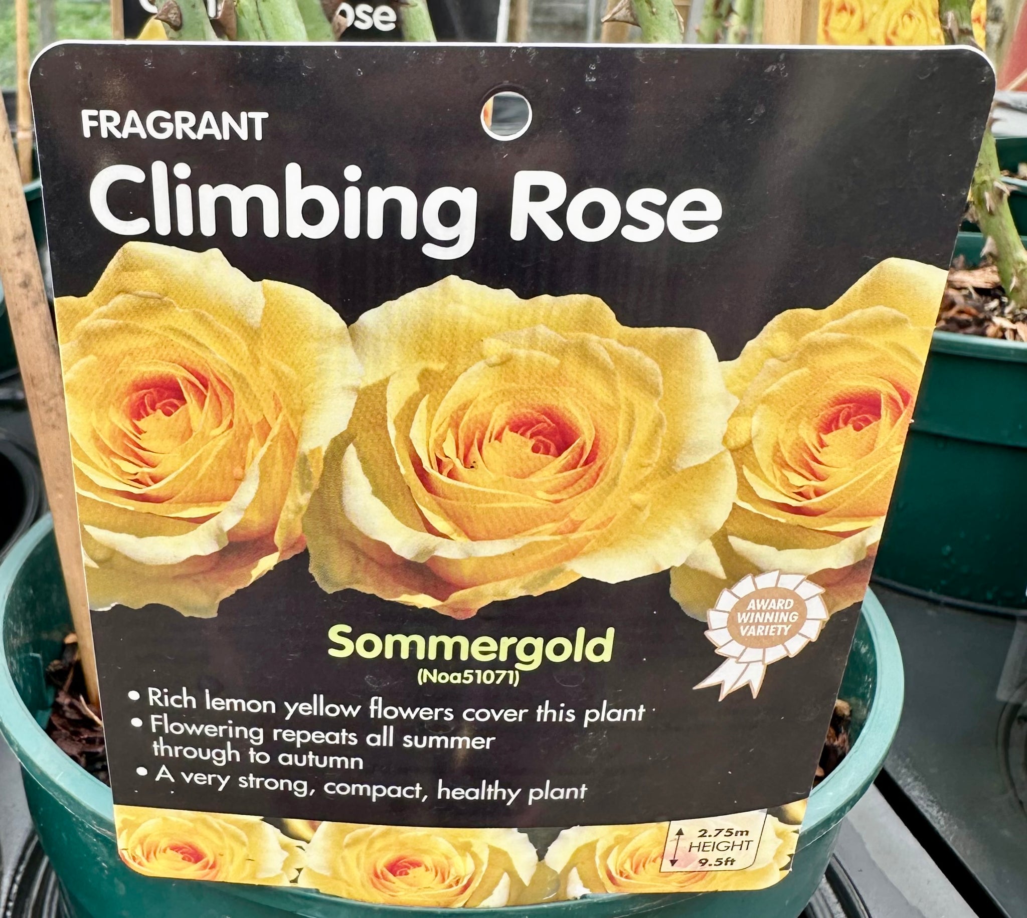 Rose ‘Sommergold’ - (Climbing)