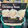 Rose 'Iceberg Climbing' - (Climbing)