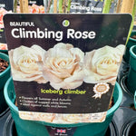 Rose 'Iceberg Climbing' - (Climbing)
