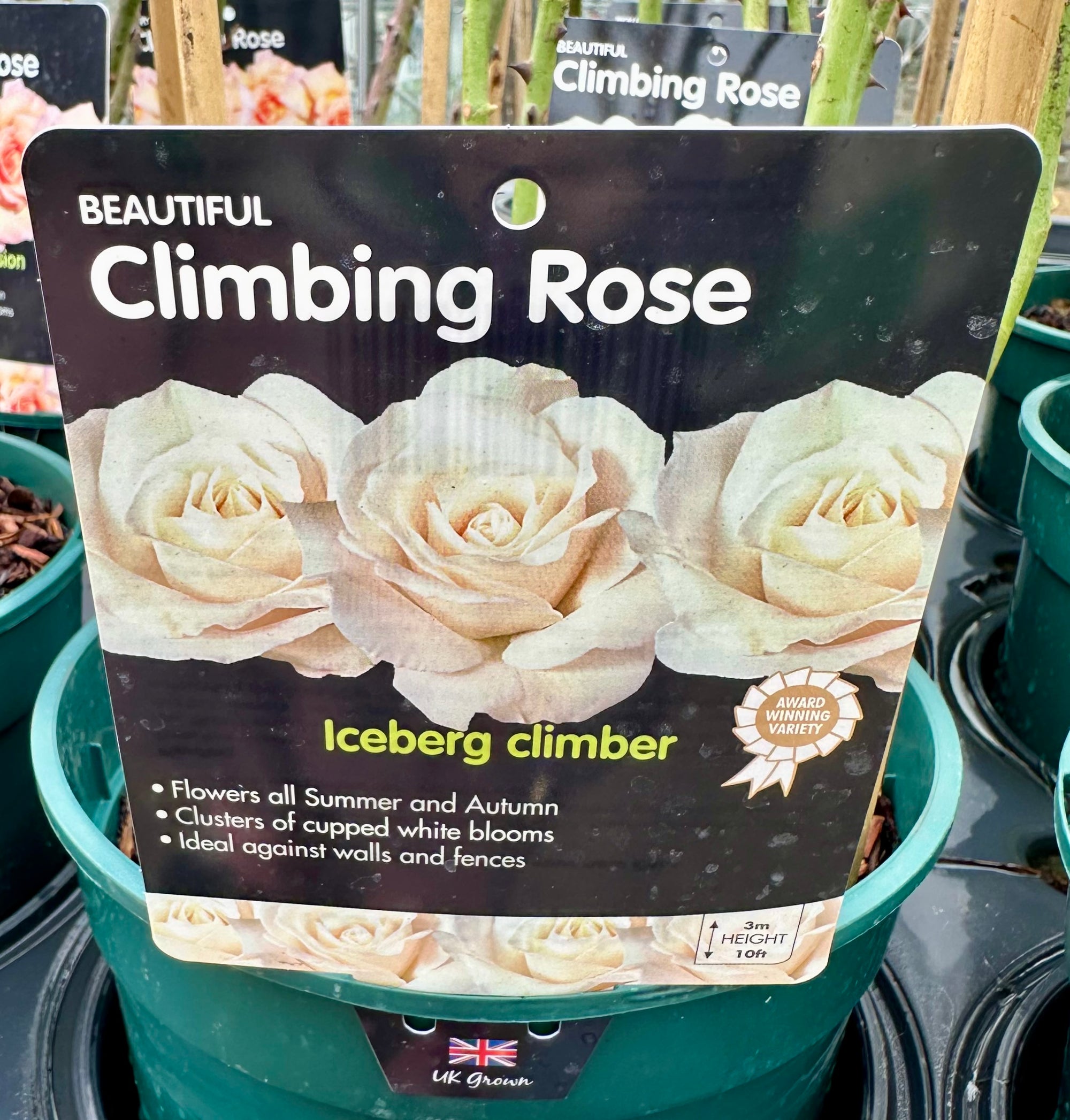 Rose 'Iceberg Climbing' - (Climbing)