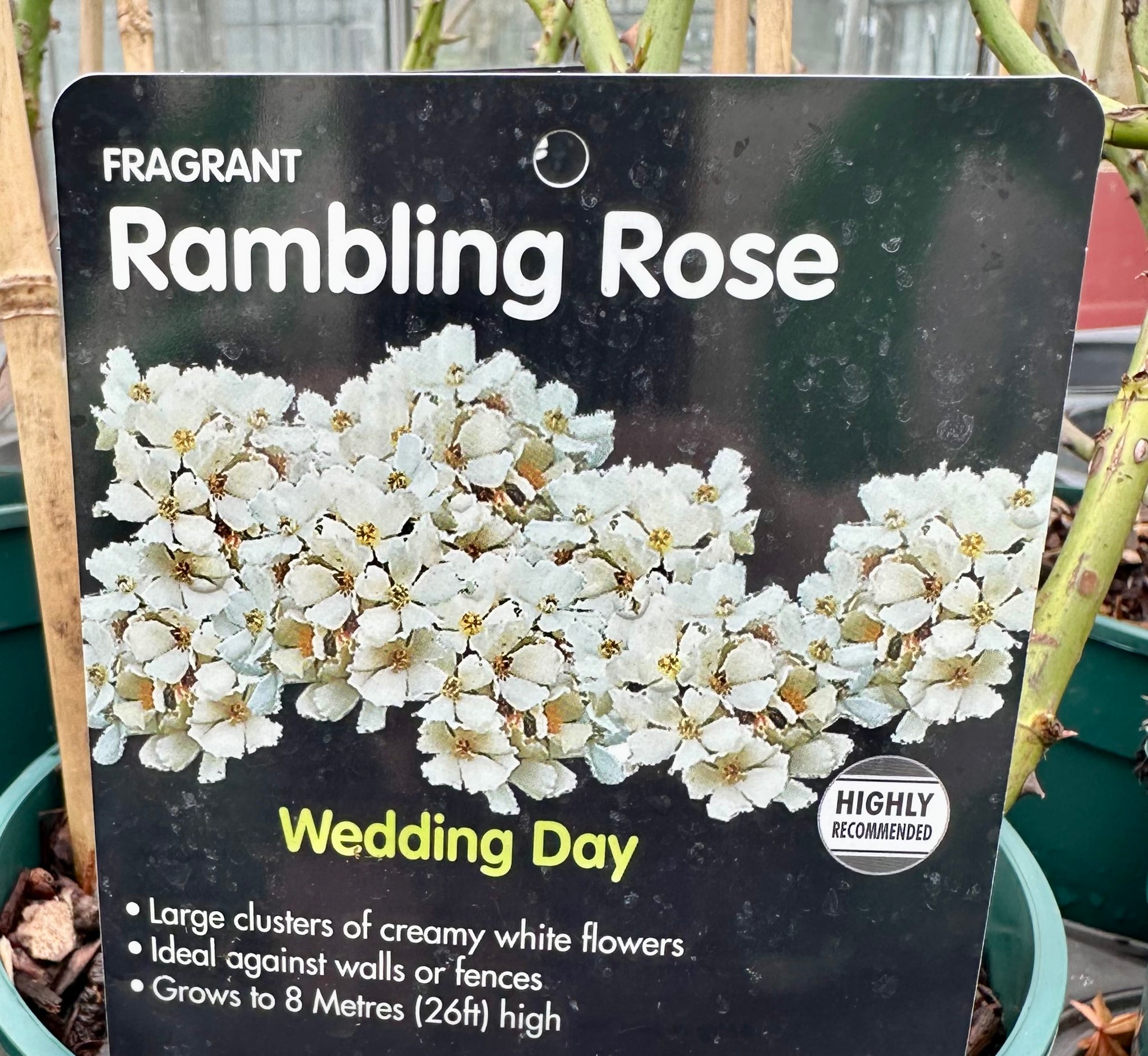 Rose 'Wedding Day' - (Climbing)