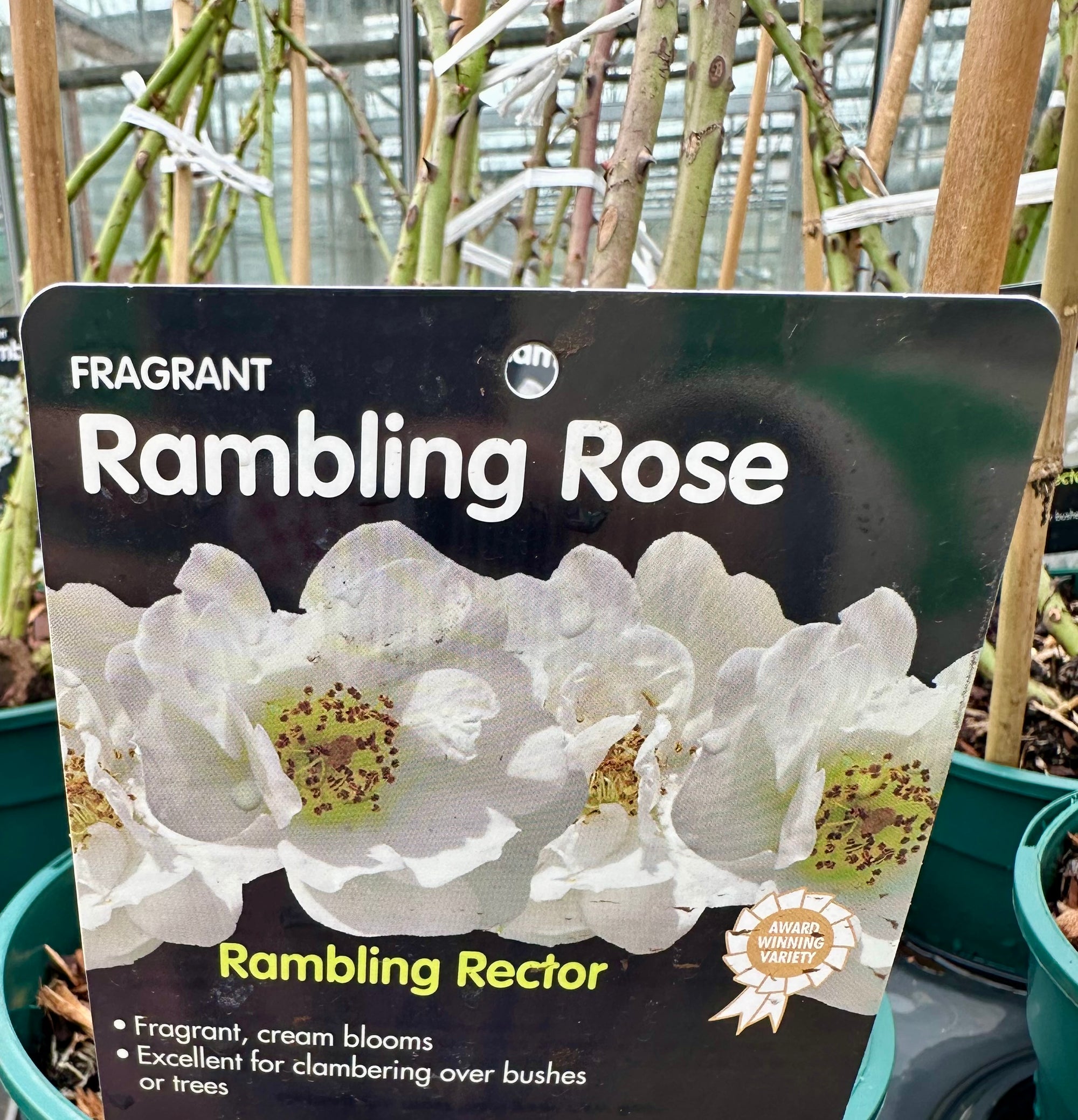 Rose 'Rambling Rector' - (Climbing)