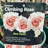 Rose ‘New Dawn’ - (Climbing)