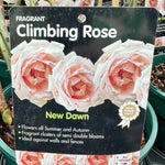 Rose ‘New Dawn’ - (Climbing)