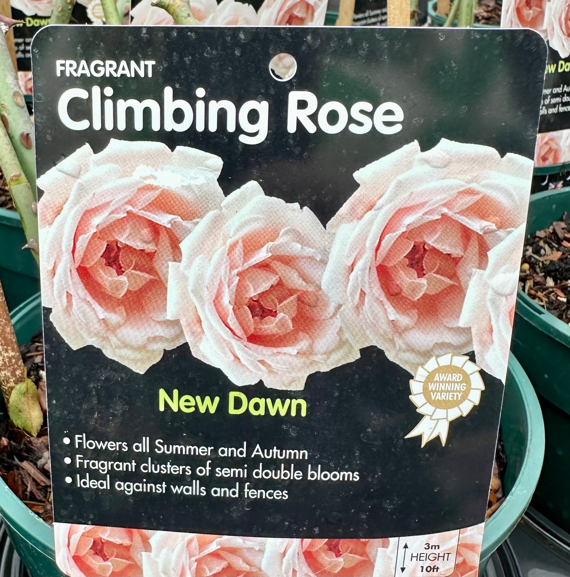 Rose ‘New Dawn’ - (Climbing)