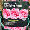 Rose ‘Agatha Christie’ (Climbing)