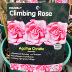 Rose ‘Agatha Christie’ (Climbing)