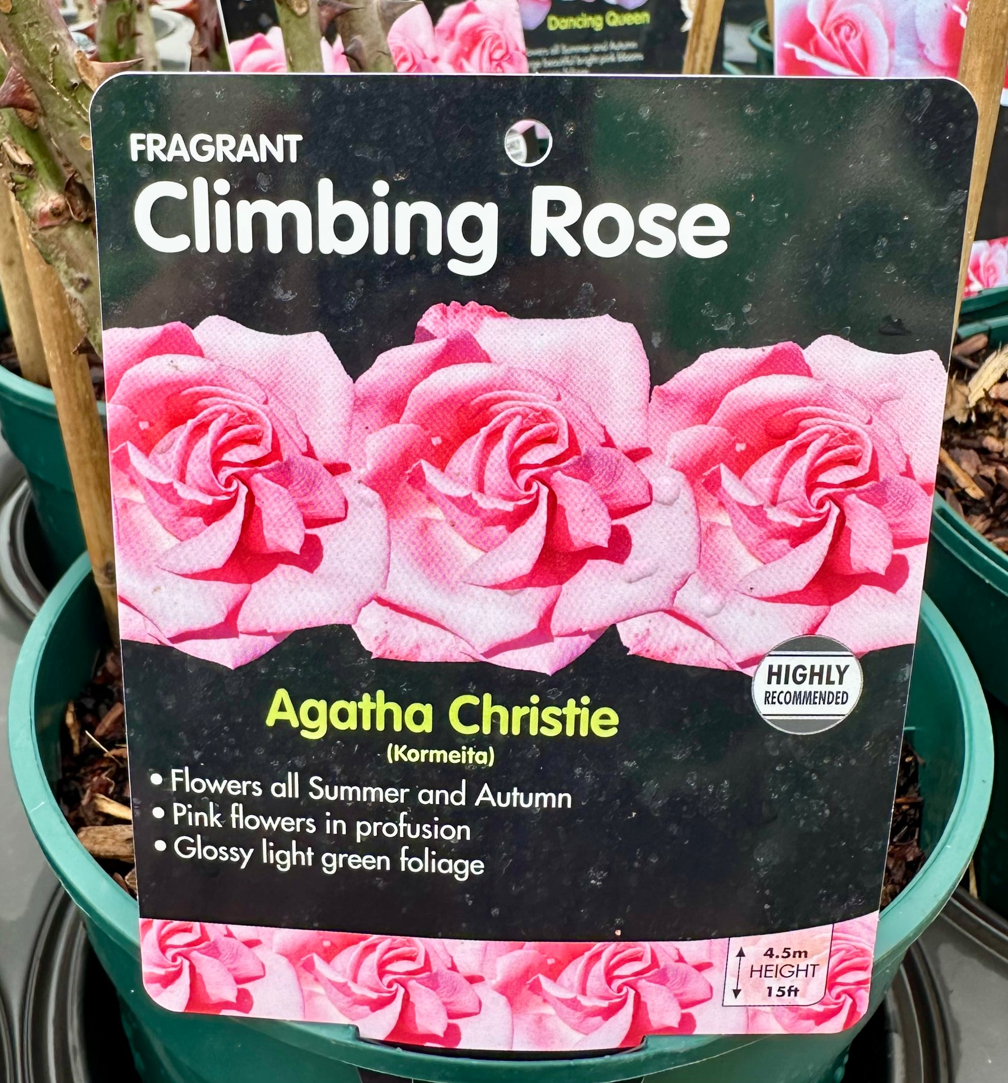 Rose ‘Agatha Christie’ (Climbing)
