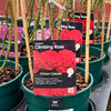 Rose 'Crimson Cascade' - (Climbing)