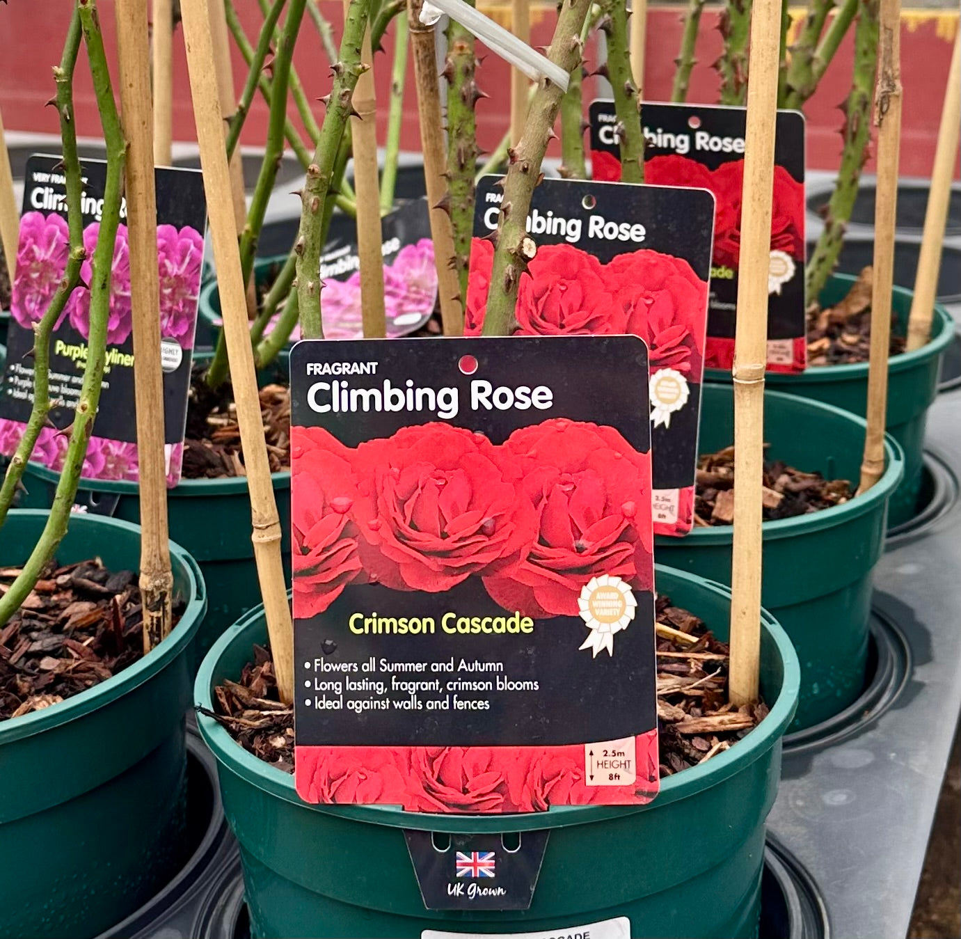 Rose 'Crimson Cascade' - (Climbing)