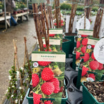 Raspberry ‘Glen Doll’ 5’s - JMC25