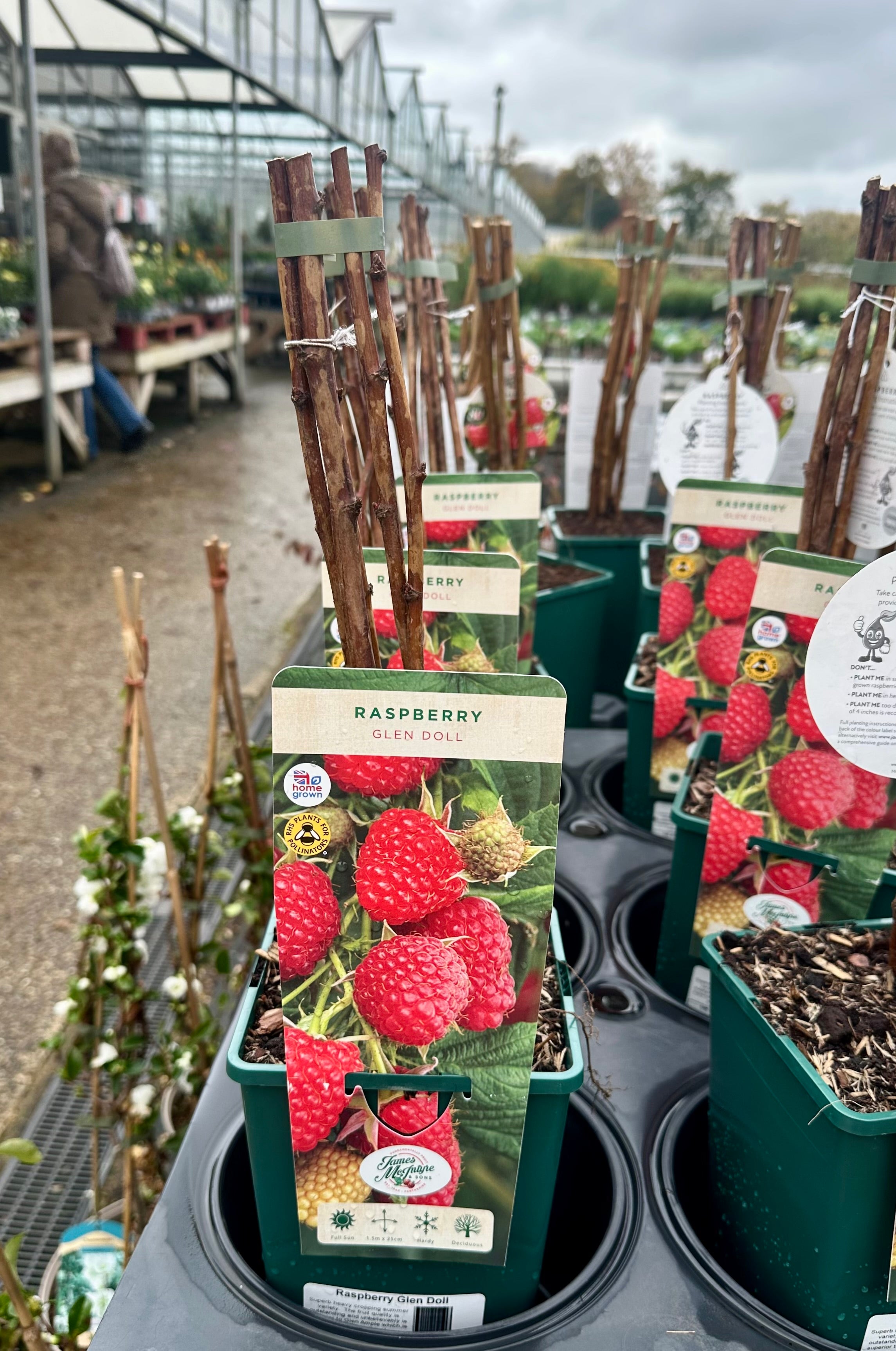 Raspberry ‘Glen Doll’ 5’s - JMC25 – Rotherhill Nurseries & Garden Centre