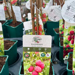 Raspberry ‘Glen Ample’ 5’s - JMC25