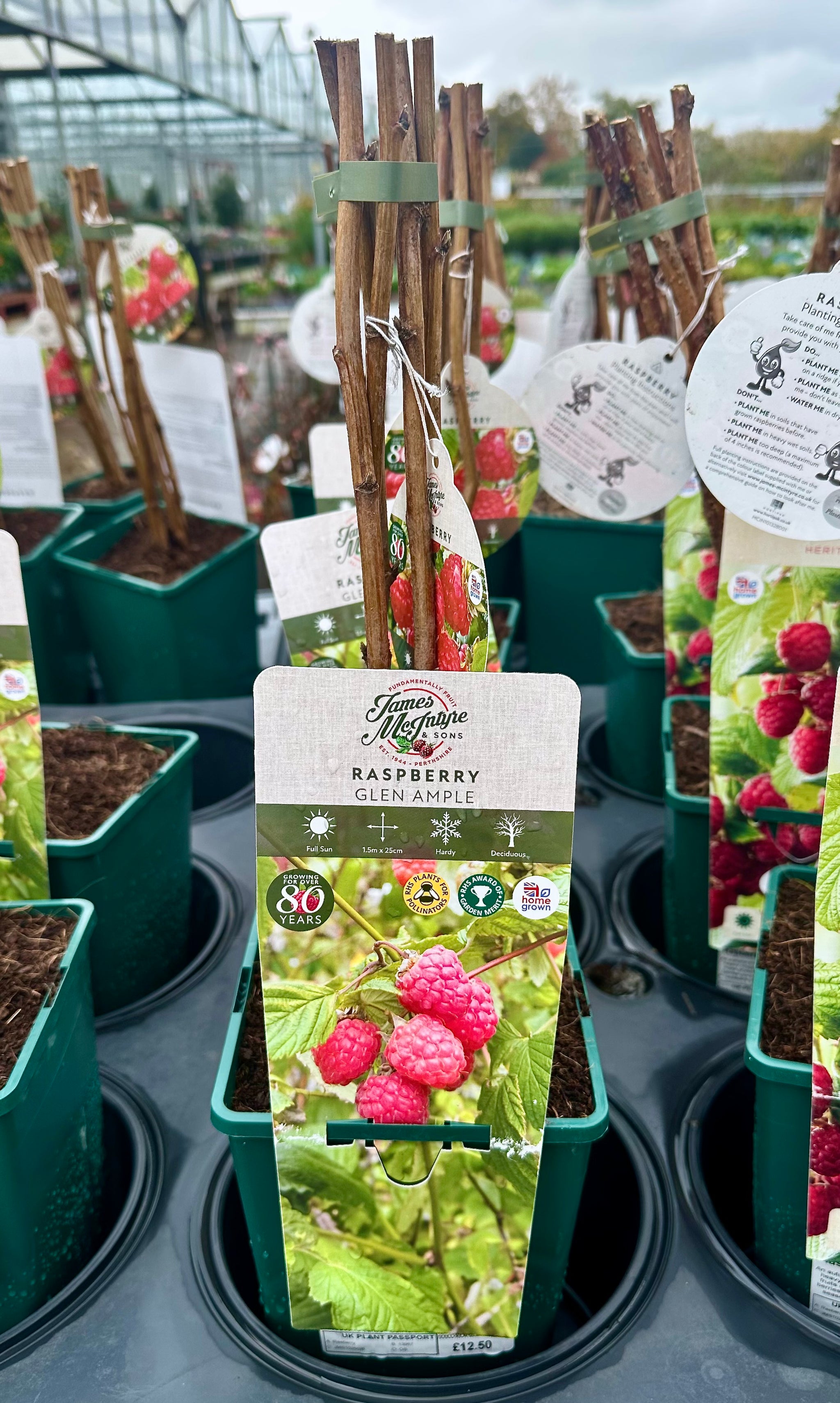 Raspberry ‘Glen Ample’ 5’s - JMC25