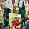 Raspberry ‘Heritage’ 5’s - JMC25