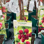 Raspberry ‘Heritage’ 5’s - JMC25