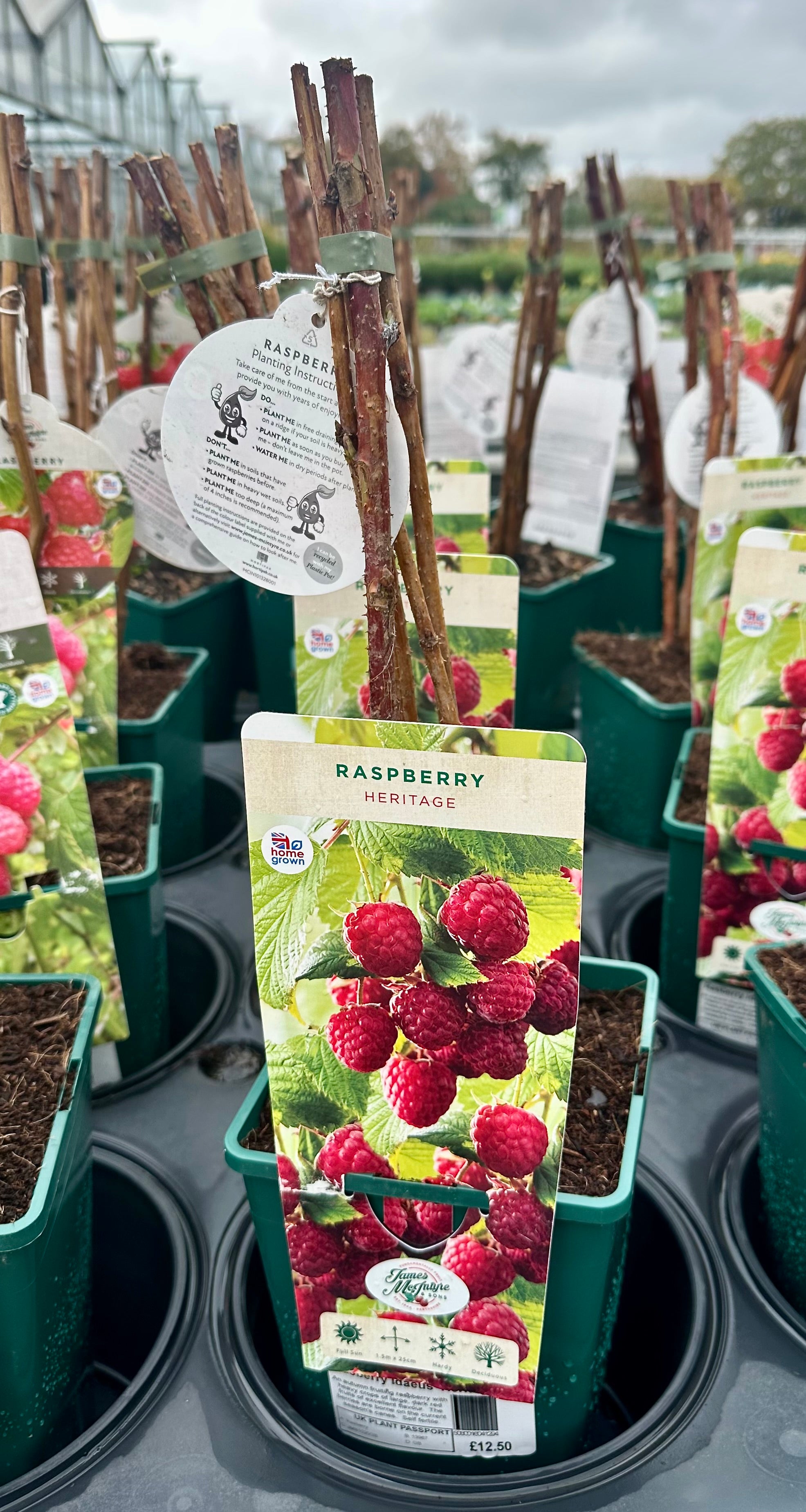 Raspberry ‘Heritage’ 5’s - JMC25