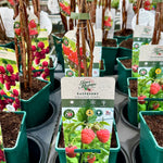 Raspberry ‘Malling Jewel’ 5’s - 3Litre - JMC25
