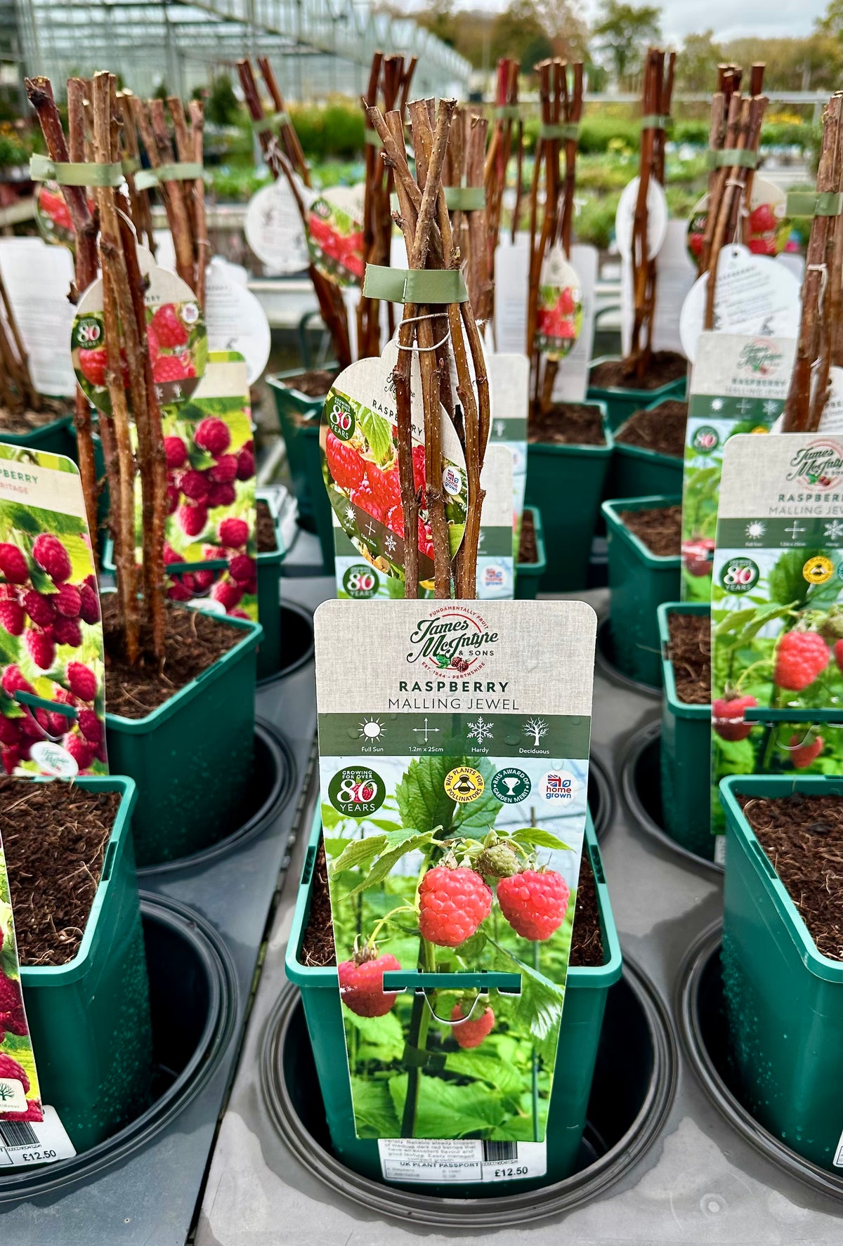 Malling Surprise Raspberry Raspberry ‘Malling Jewel’ 5’s - 3Litre - JMC25 – Rotherhill Nurseries ...