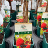 Raspberry ‘Malling Promise’ 5’s - JMC25
