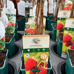 Raspberry ‘Malling Promise’ 5’s - JMC25