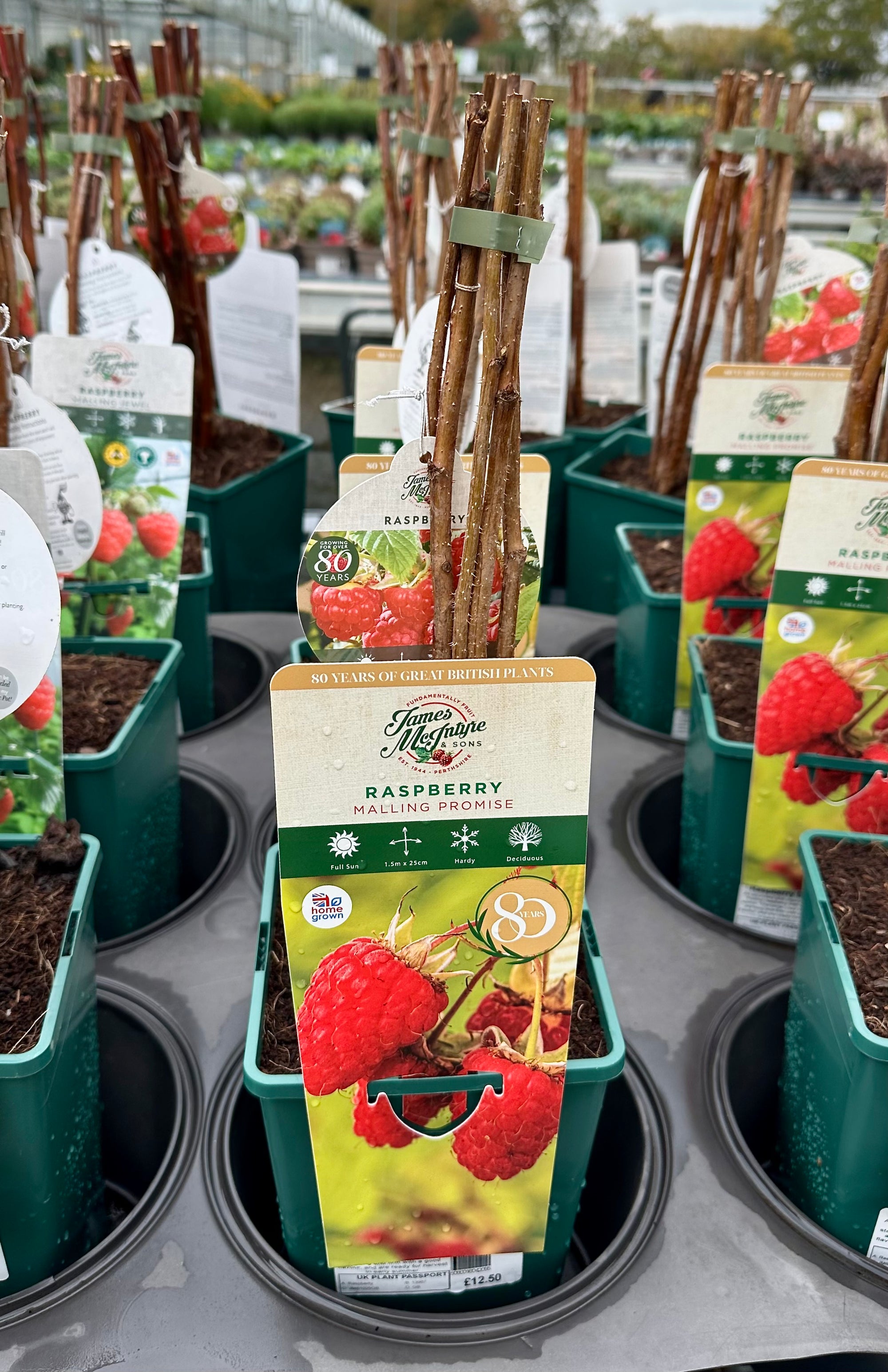 Raspberry ‘Malling Promise’ 5’s - JMC25