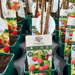 Raspberry ‘Autumn Bliss’ 5’s - 3Litre - JMC25