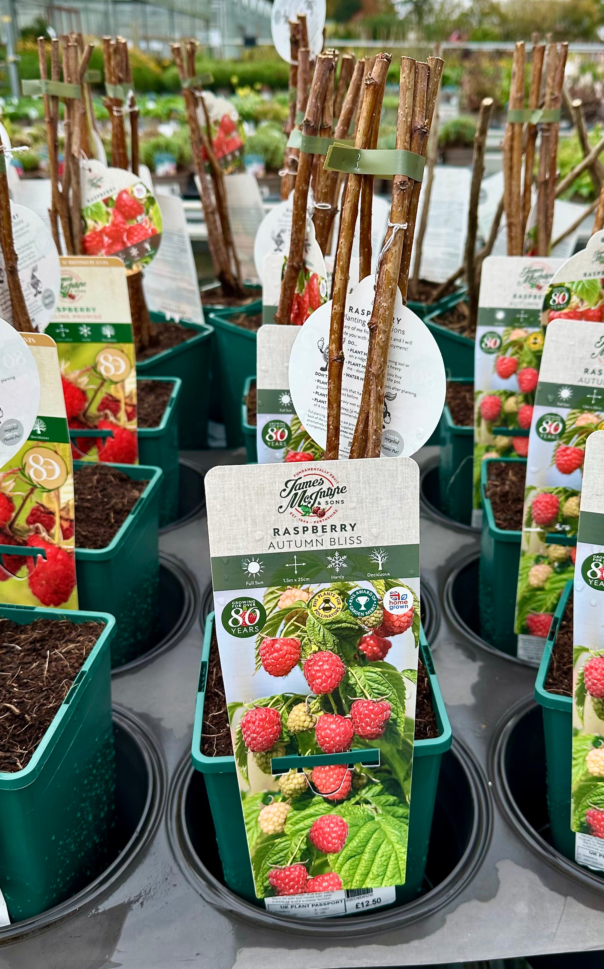 Raspberry ‘Autumn Bliss’ 5’s - 3Litre - JMC25