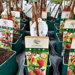 Raspberry ‘Cascade Delight’ 5’s - JMC25