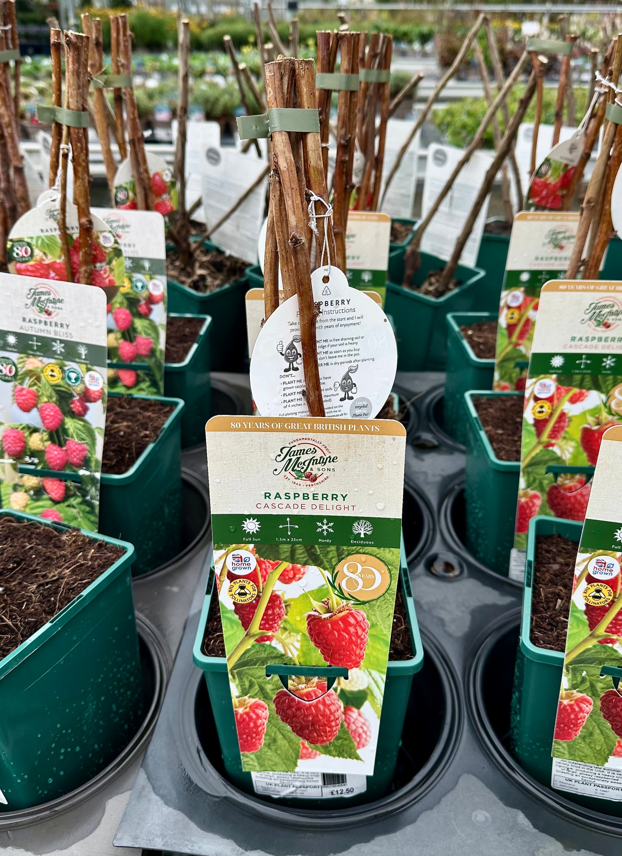 Raspberry ‘Cascade Delight’ 5’s - JMC25