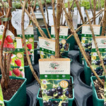 Blackcurrant ‘Big Ben’ - JMS25