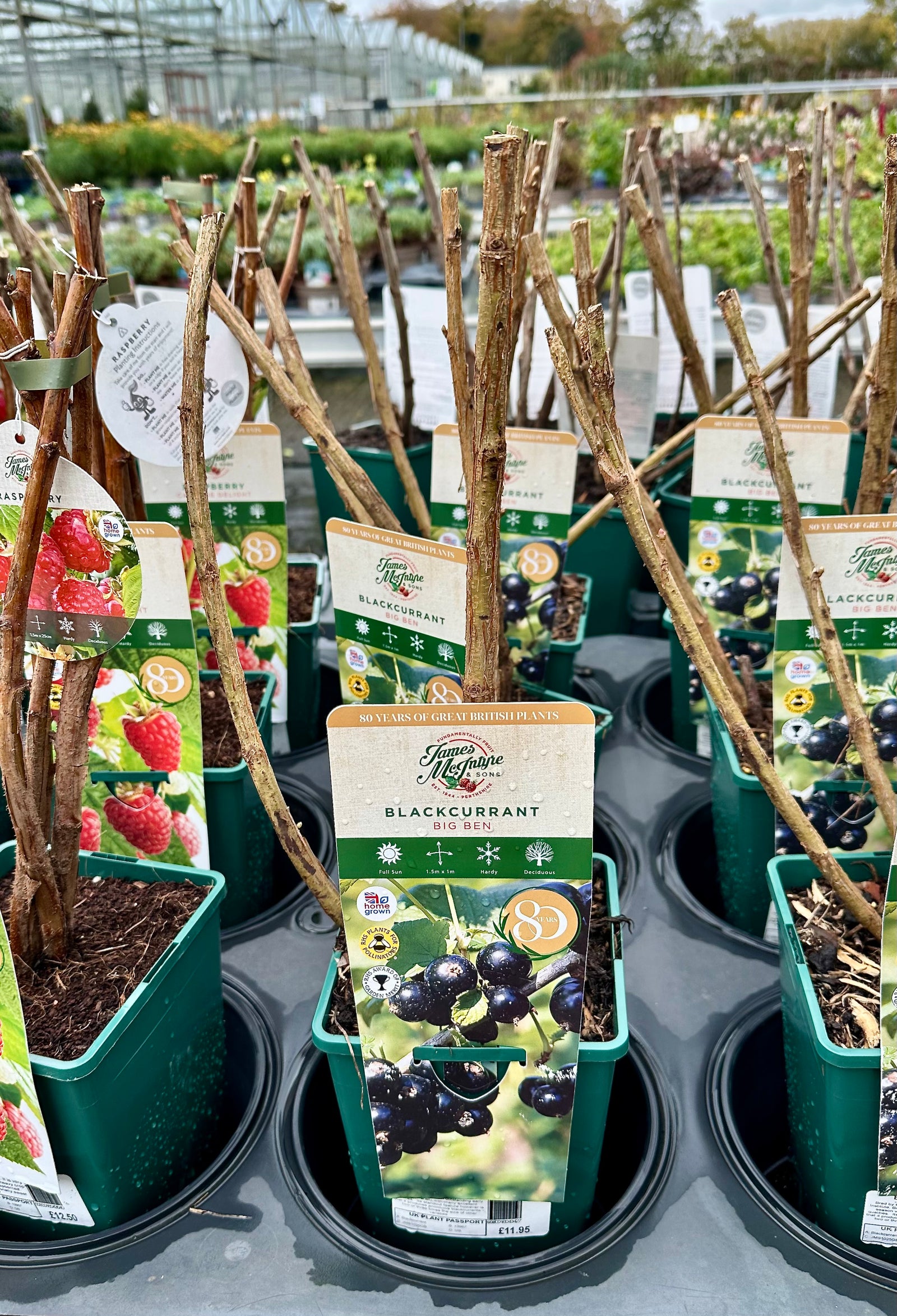 Blackcurrant ‘Big Ben’ - JMS25