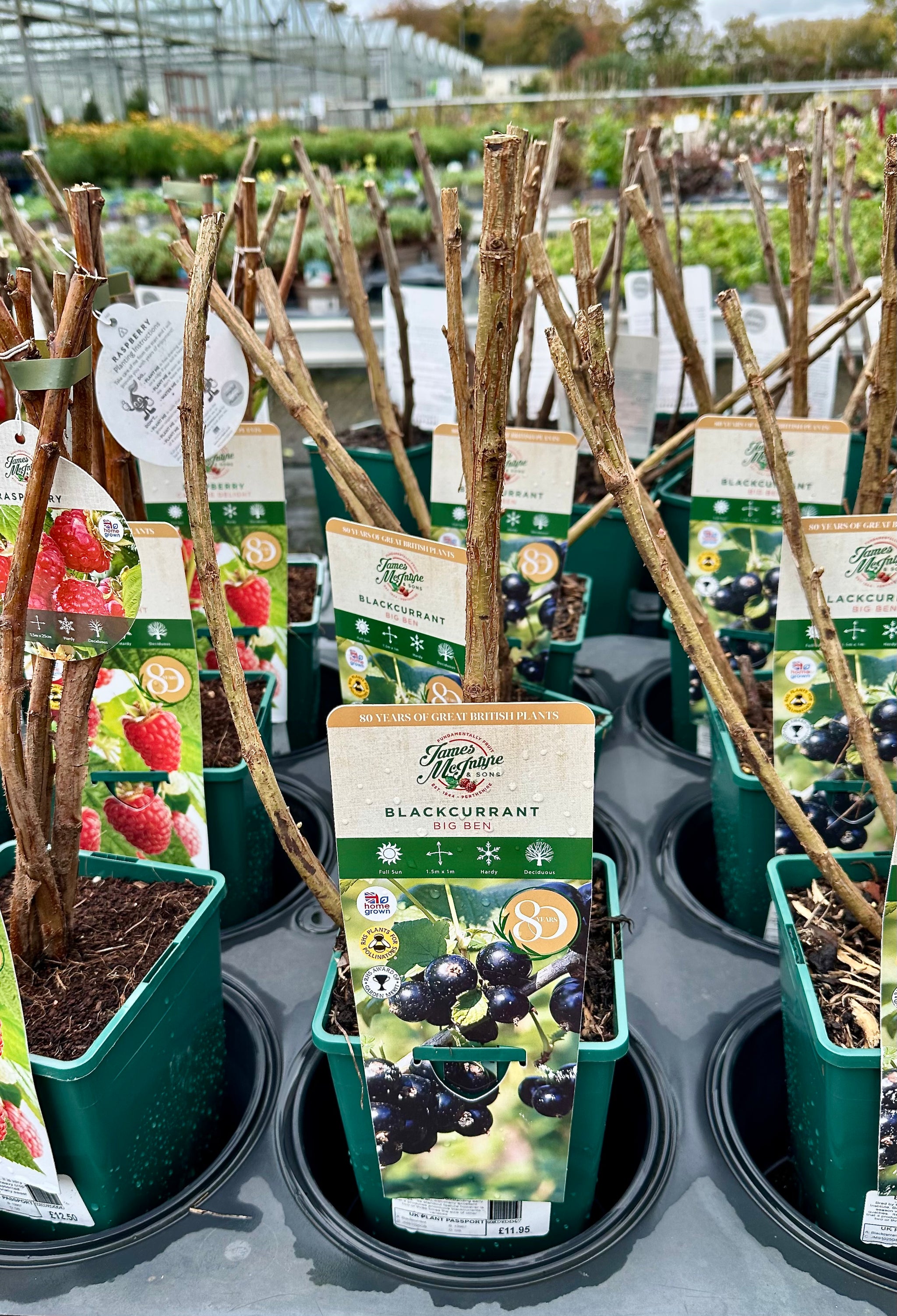 Blackcurrant ‘Big Ben’ - JMS25