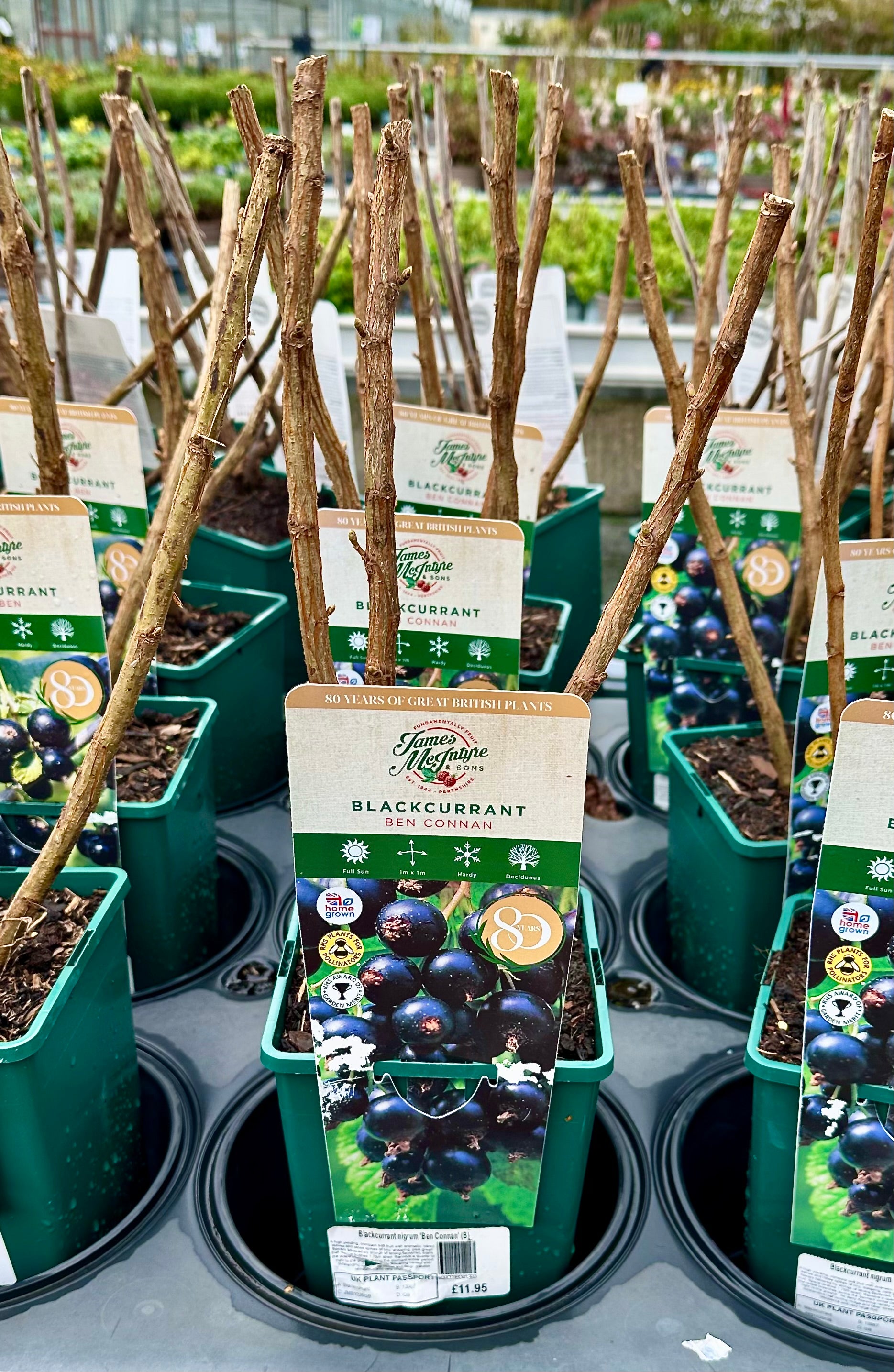 Blackcurrant ‘Ben Connan’ - JMS25