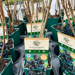 Blackcurrant ‘Ben Alder’ - JMS25