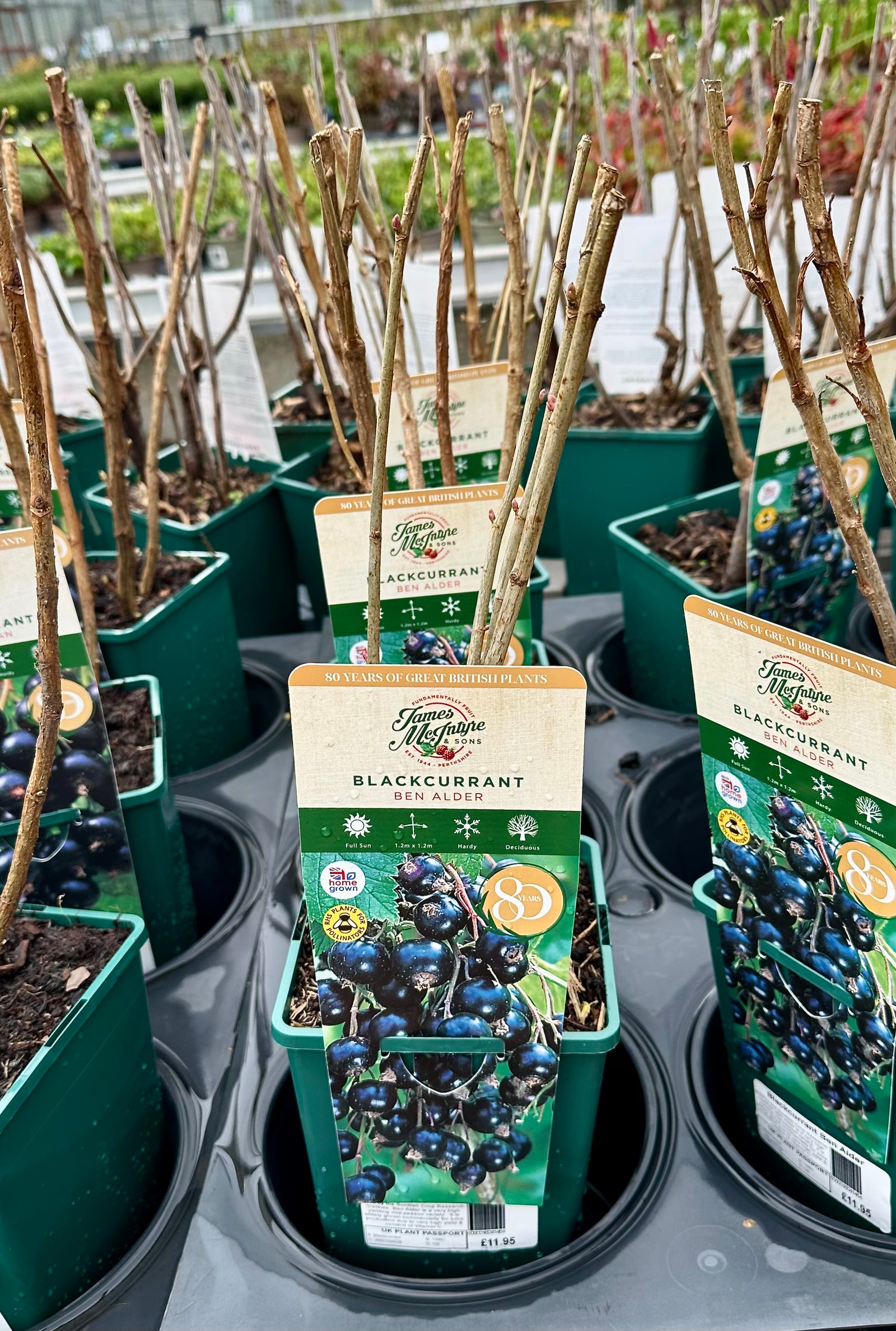 Blackcurrant ‘Ben Alder’ - JMS25