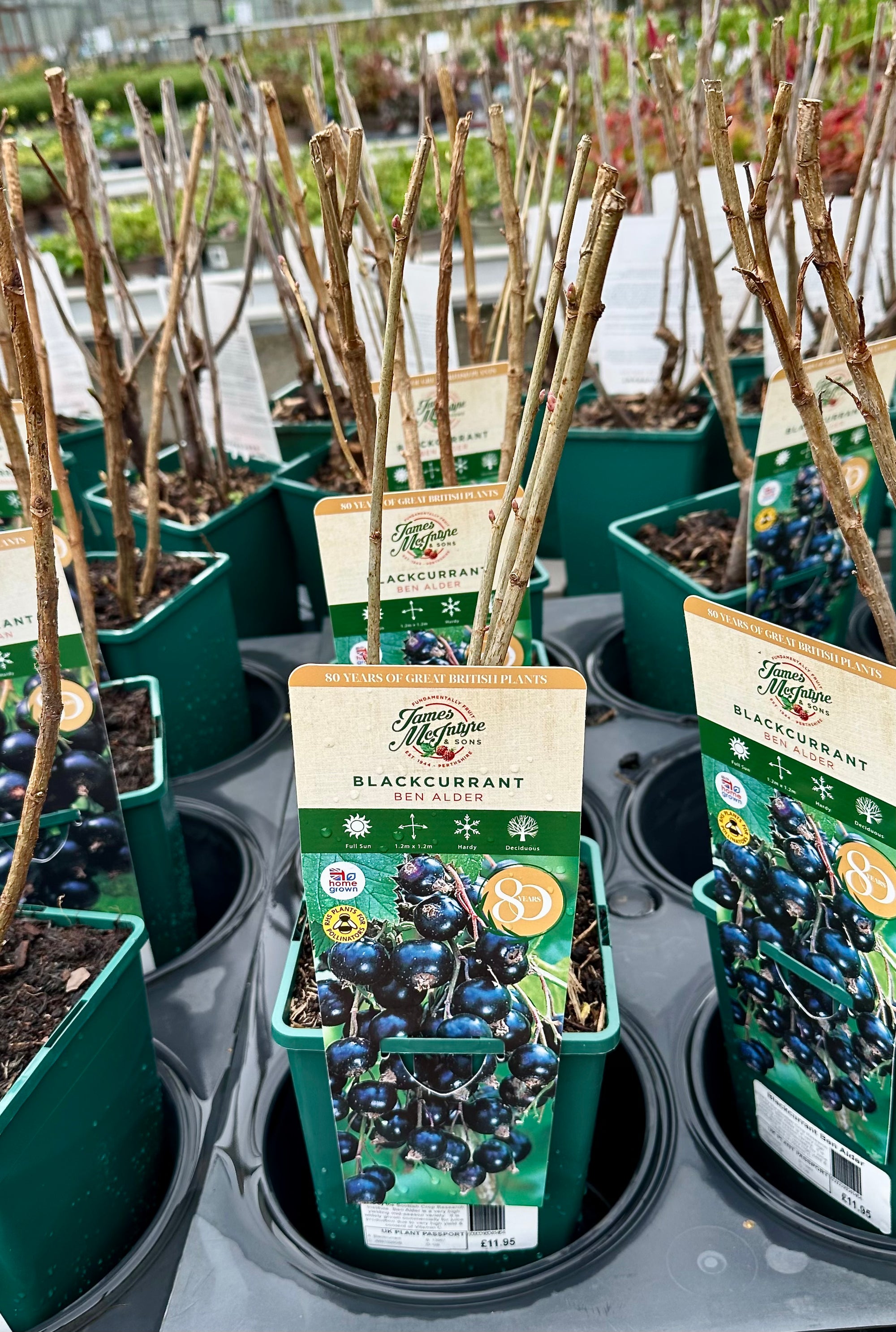 Blackcurrant ‘Ben Alder’ - JMS25