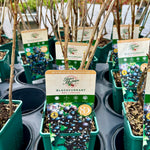 Blackcurrant ‘Ben Lomond' - JMS25