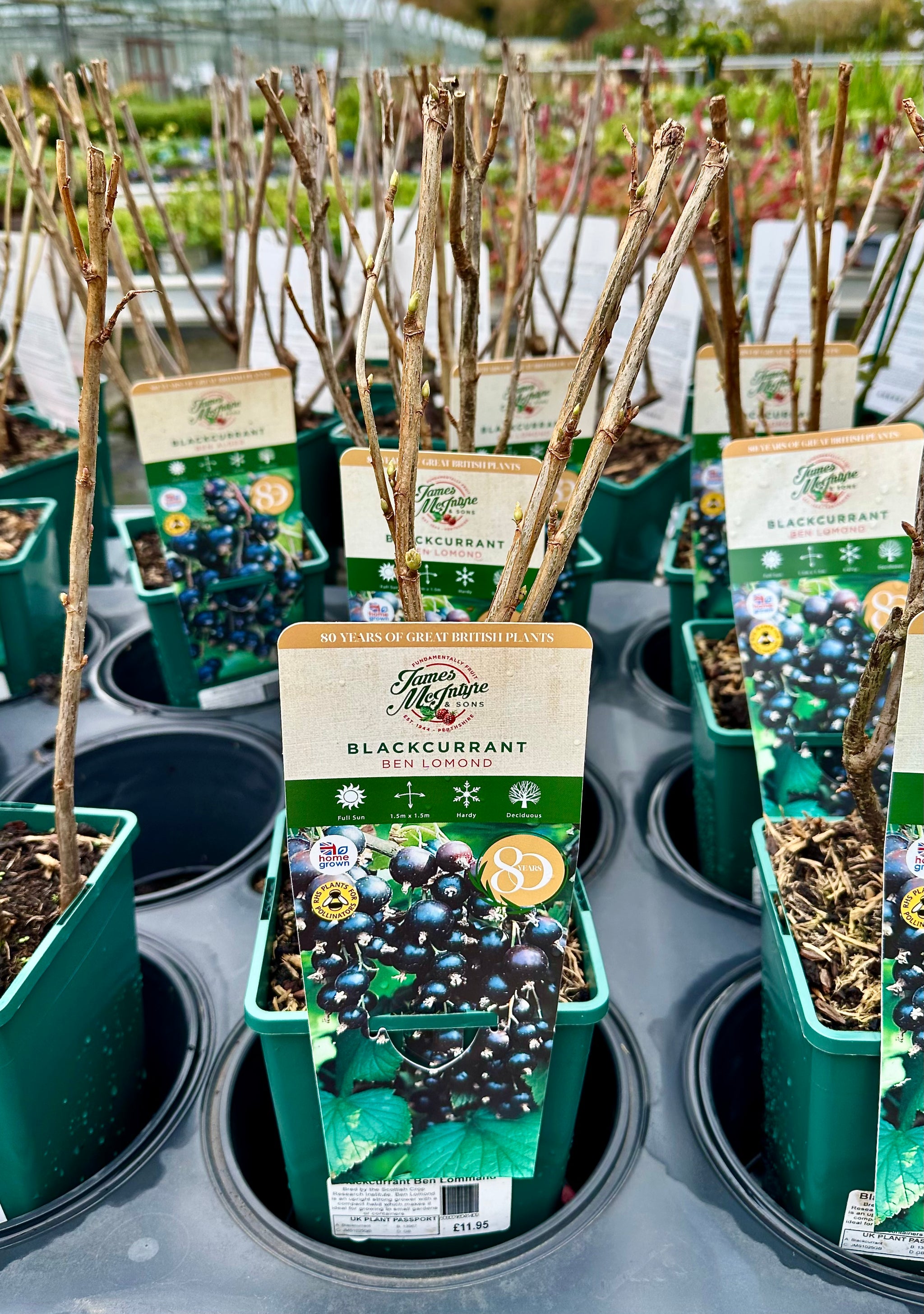 Blackcurrant ‘Ben Lomond' - JMS25