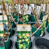 Gooseberry ‘Hinnonmaki Green’ - JMS25