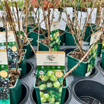 Gooseberry ‘Hinnonmaki Green’ - JMS25