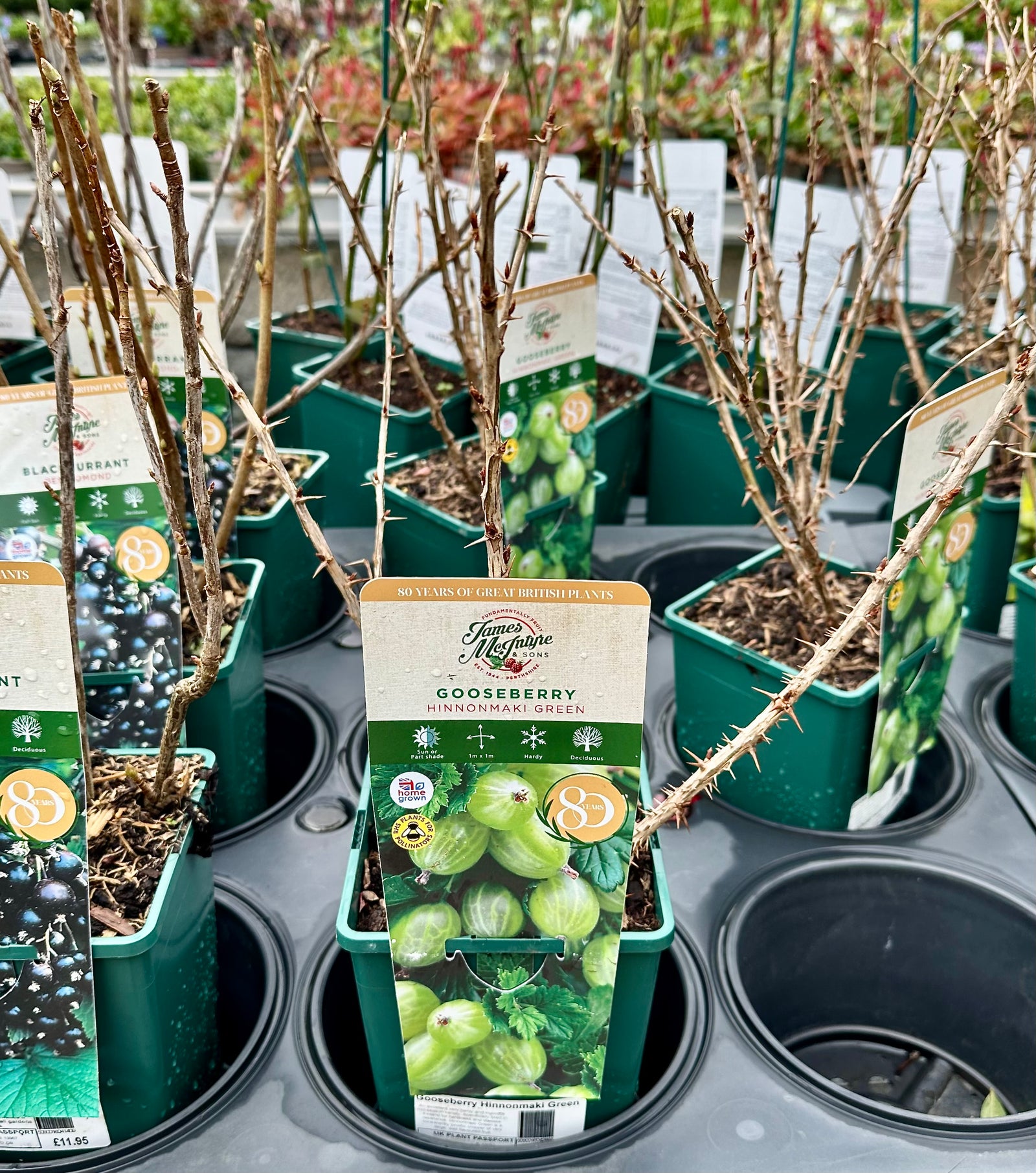 Gooseberry ‘Hinnonmaki Green’ - JMS25