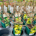 Gooseberry ‘Hinnonmaki Yellow’ - JMS25