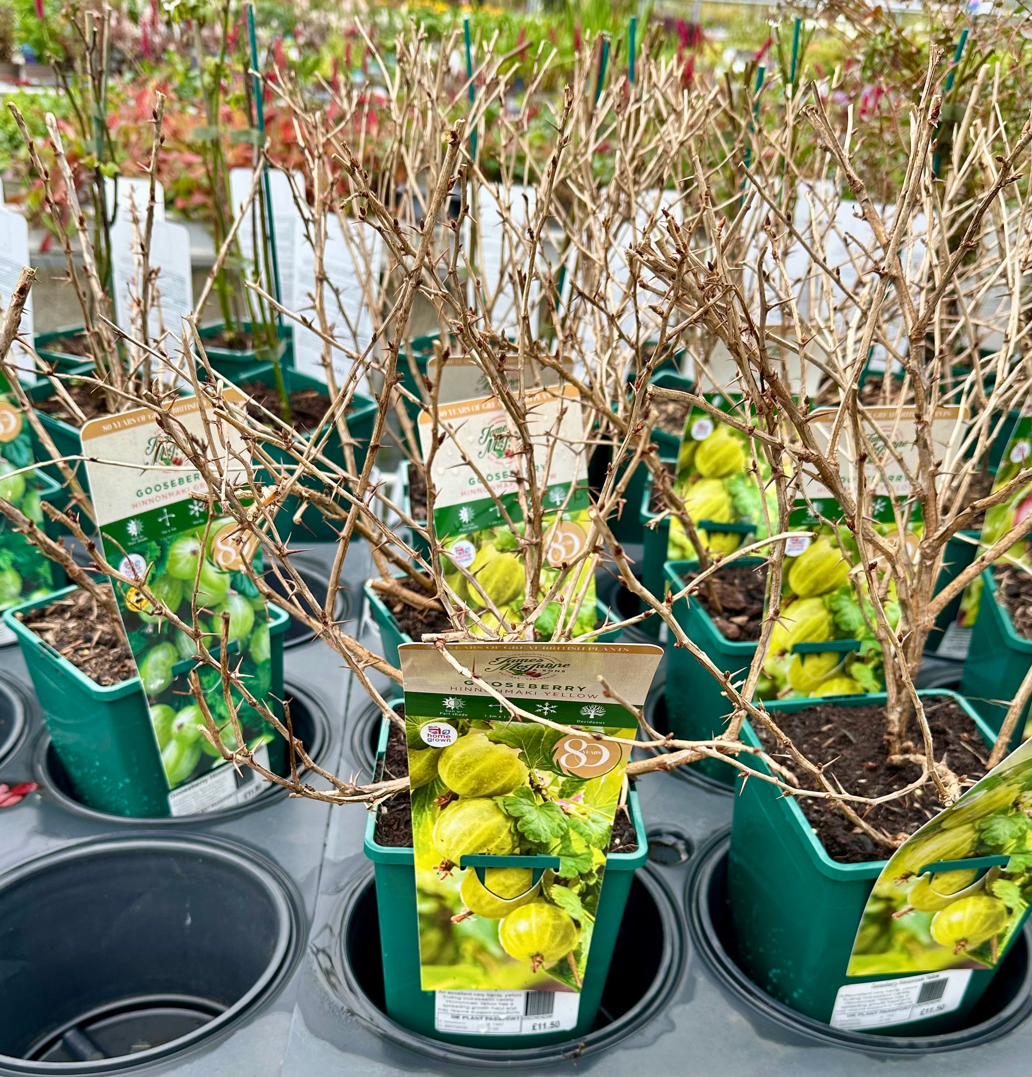 Gooseberry ‘Hinnonmaki Yellow’ - JMS25