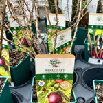 Gooseberry ‘Hinnonmaki Red’ - JMS25