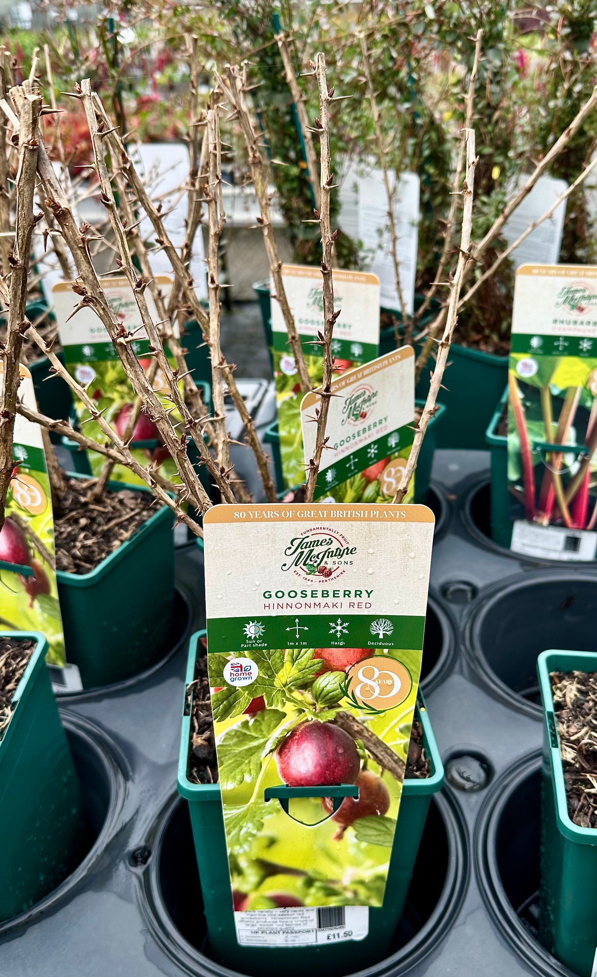 Gooseberry ‘Hinnonmaki Red’ - JMS25